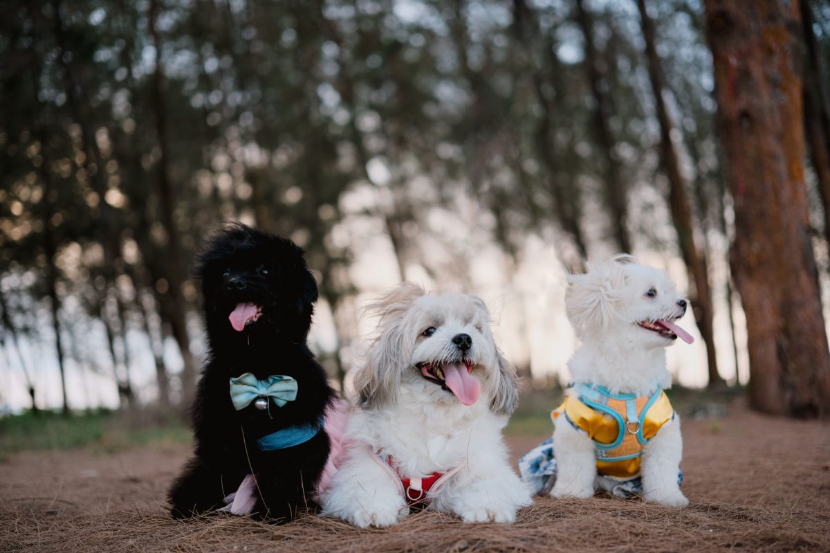 Karaköprü Pet Malzemeleri